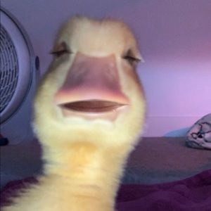 Meet your Posher, Dinaury